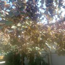 Виноград собрать себе бесплатно, в г.Кишинёв