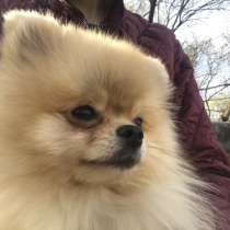 Вязка! Шикарный молодой Кобель, Вяжет сам, в Москве