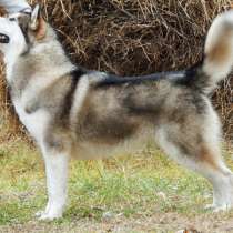 продаже элитные щенки маламута от легендарных коровей, в г.Минск