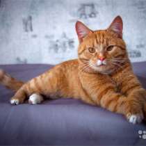 Ласковое солнышко Марсель, молодой домашний котик, в Москве