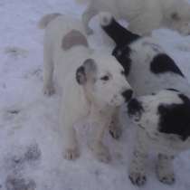 Щенки Сао, в Санкт-Петербурге