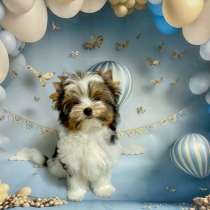 Бивер мальчик, в г.Минск