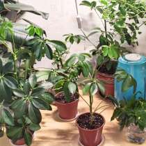 Шеффлера, цветок комнатный в горшке, шефлера, в Москве