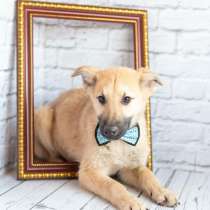 Щенок в добрые руки, в Лыткарино