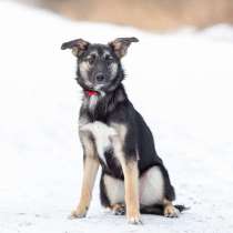 Весёлая девочка Золушка в самые добрые руки!, в Москве