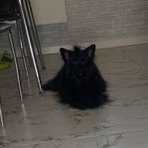 Щенок бивер мальчик, в Перми