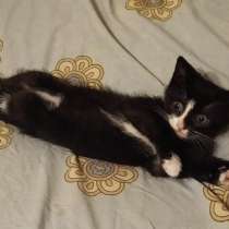 Котёнок в добрые руки, в Климовске