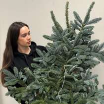 Нобилис банч, в Санкт-Петербурге