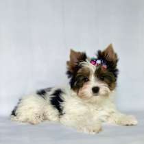 Бивер йоркширский терьер, в г.Могилёв