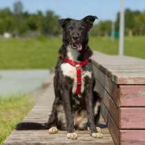 Ночка. Идеальная собака для квартиры!, в Москве
