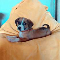 Маленький красавчик ищет дом, в Санкт-Петербурге