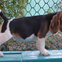 Щенки бигль, в Москве