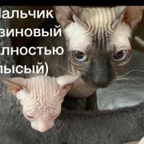 Котята Донской сфинкс, в Новосибирске