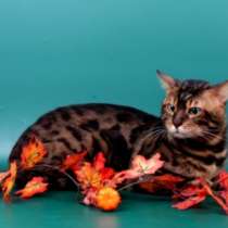 Вязка-Бенгальский кот с красивой розеткой, в Жуковском