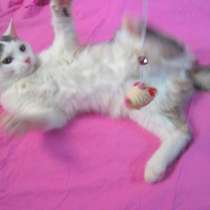 Анатолийская кошка, белая с серыми тигровыми полосами, в г.Усть-Каменогорск