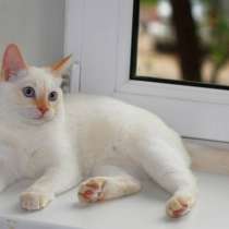 Тайский котенок редкого окраса РЕД-ПОИНТ, в Волгограде