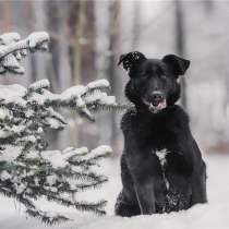 Чудесная собака Берта в добрые руки, в Москве