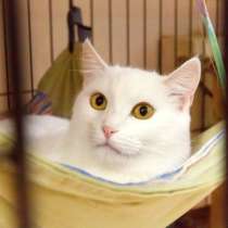 Застенчивая Каприна ищет заботливых хозяев, в Москве