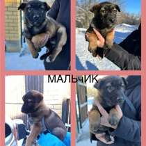 Щенки в добрые руки, в Волгограде