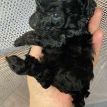 Девочка той пуделя, в Костроме