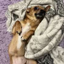 Той терьер, в Ессентуках