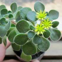 Аихризон (дерево любви), в Артеме