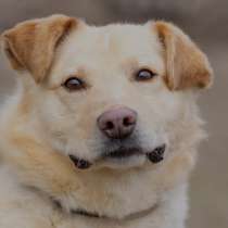 Ищем дом и любимую семью метису лабрадора Роду, в Москве