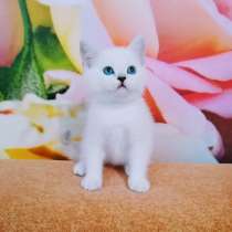 Котик скоттиш страйт в любимцы, в Челябинске