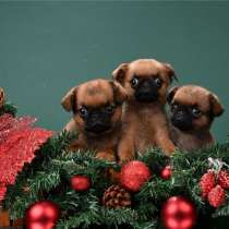 Щенки пти-брабансона, в Москве