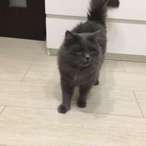 Отдам кота в добрые руки, в Москве