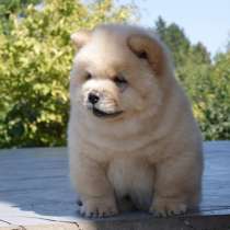 Кремовый мальчик чау-чау, в Москве