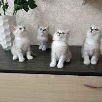 Продаются котята, чистокровные британочки!Срочно!, в г.Тирасполь