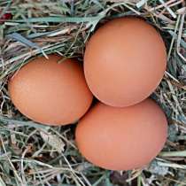 Куриные яйца, в Апрелевке