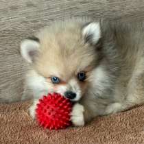 Щенок шпица, девочка, в Челябинске