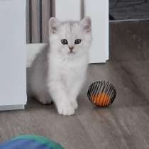 Британский короткошерстный котик, в г.Билефельд