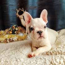 Французский бульдог, в Уссурийске