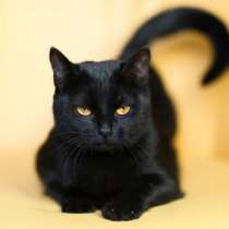 Отдам даром Кошка Чернушка - само изящество и грация, в Москве