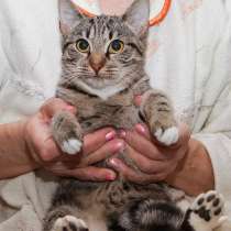 Ясенька ищет Семью. Желательно с котиками, в Санкт-Петербурге