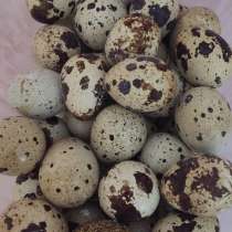 Перепелиные яйца домашние 30 рублей за десяток, в Анапе