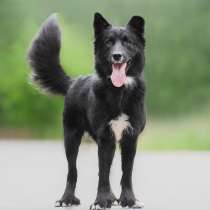 Красивый чёрный пёс в добрые руки, в Москве