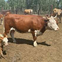 Нетели, коровы породы Герефорд, в Челябинске