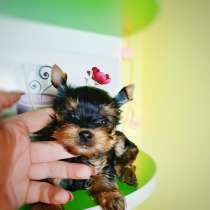 Yorkshire terrier puppy boy, girl, baby face, в г.Пирмазенс