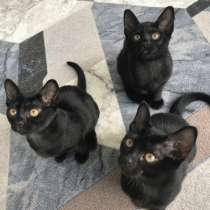 Котята БАМБЕЙСКОЙ породы девочки, в Геленджике
