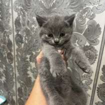 Продам шатдандец прямоухий мальчик, в Красноярске