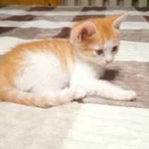 Отдам в хорошие руки котят, в Самаре