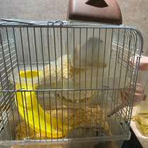 Хомяки 2 девочки(мама и дочка 6и4 мес), в Москве