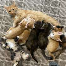 Отдам котенка в добрые, заботливые руки, в Воскресенске