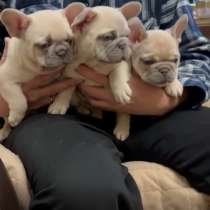 Французский бульдог щенки, в Москве