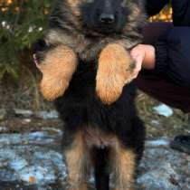 Щенки немецкой овчарки с документами, чистокровные, в Москве