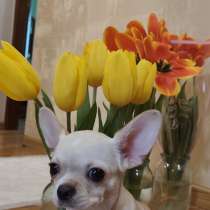 Девочка чихуахуа, в г.Мариуполь